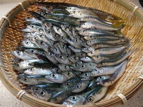 サバの釣果