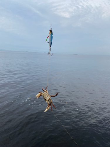 カニの釣果