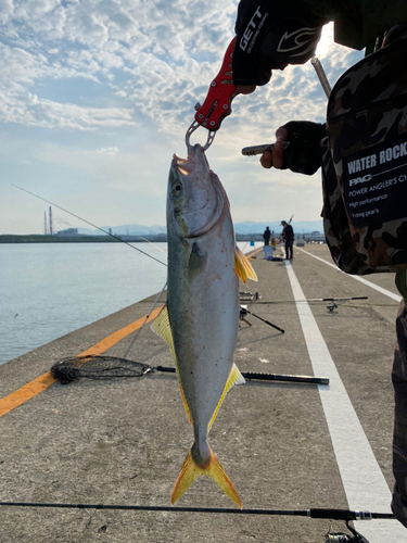 イナダの釣果