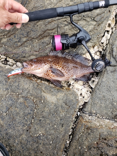 オオモンハタの釣果