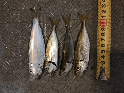 アジの釣果