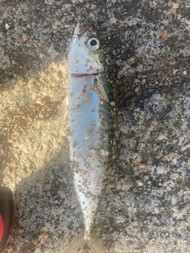 サバの釣果