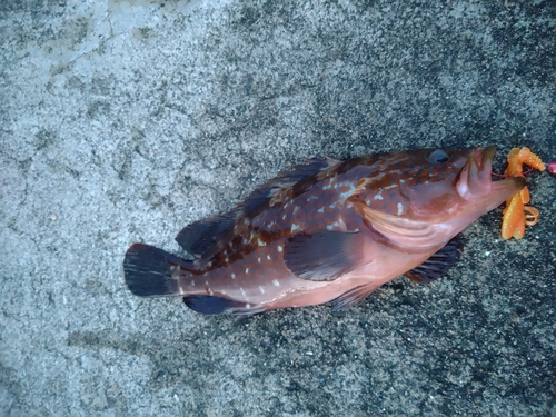 キジハタの釣果