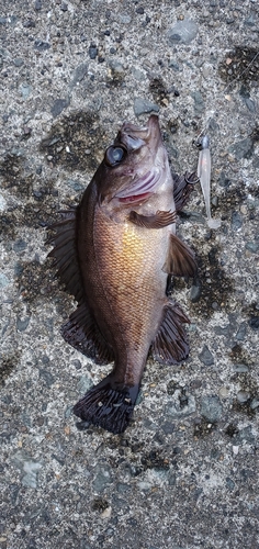 メバルの釣果