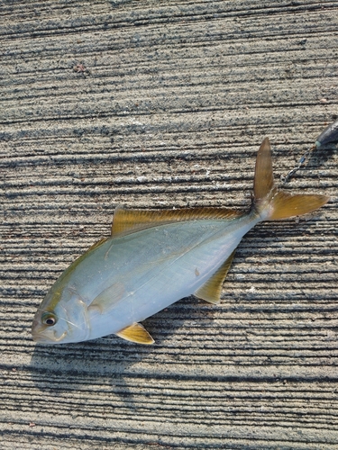 カンパチの釣果