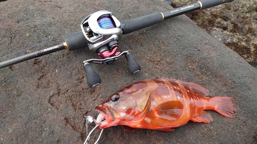 アカハタの釣果