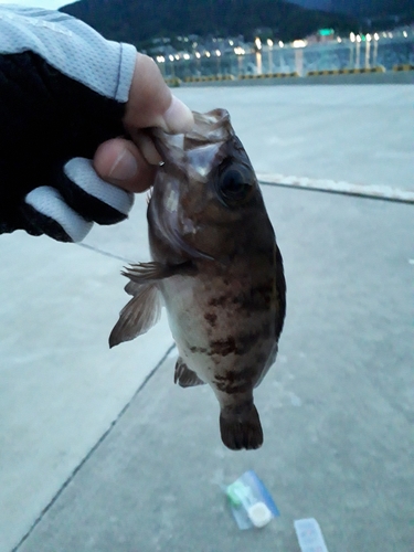 メバルの釣果