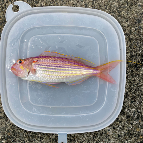 イトヨリダイの釣果