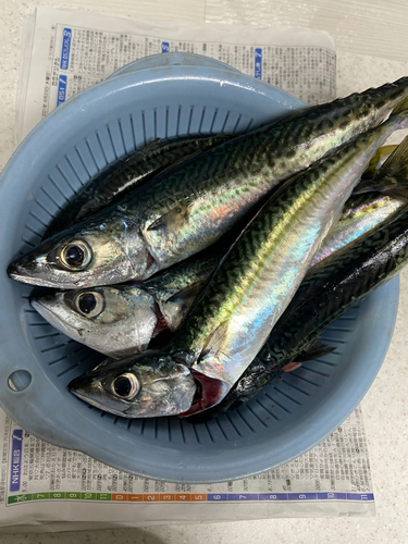 サバの釣果