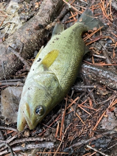 ラージマウスバスの釣果