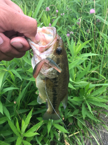 ブラックバスの釣果