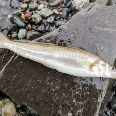 シロギスの釣果