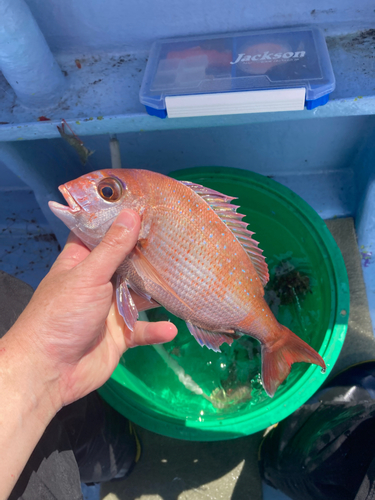 マダイの釣果