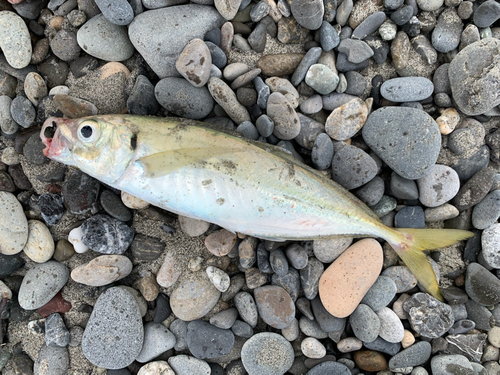 マアジの釣果