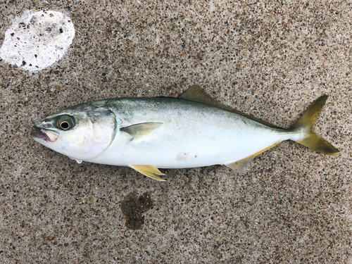 ワカシの釣果