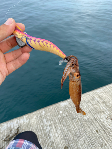 ムギイカの釣果