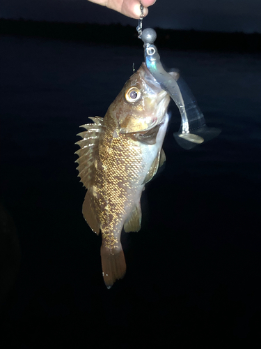 ガヤの釣果