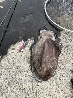 モンゴウイカの釣果