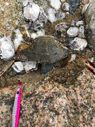 カニの釣果