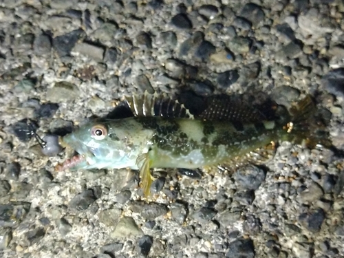 アナハゼの釣果