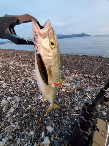 ワカシの釣果