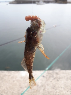 アナハゼの釣果