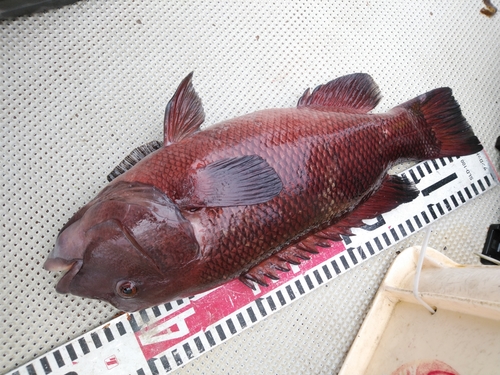 コブダイの釣果