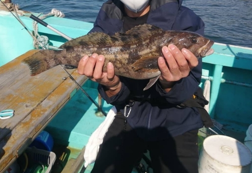 アイナメの釣果