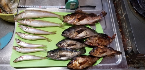 キンメバルの釣果