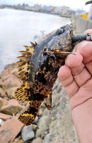 タケノコメバルの釣果