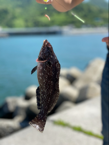 アイナメの釣果