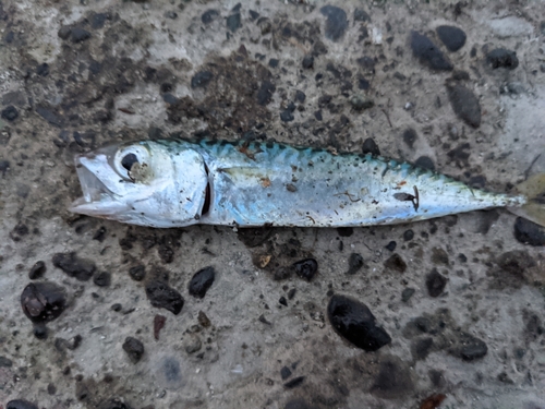 サバの釣果