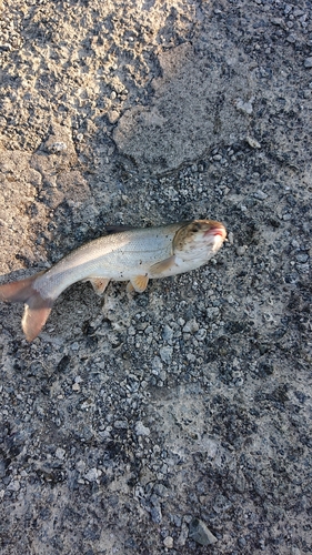 ウグイの釣果