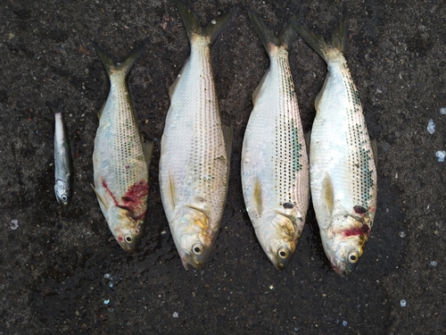 コノシロの釣果