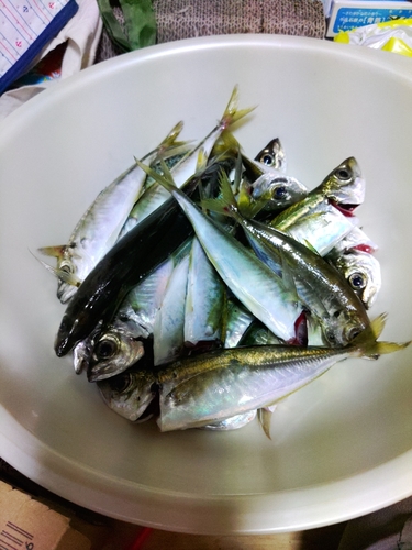 アジの釣果