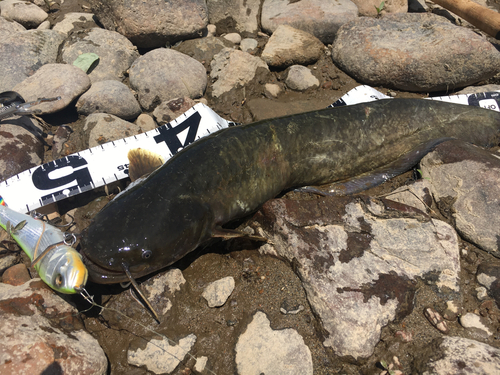 ナマズの釣果