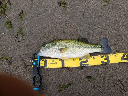 ラージマウスバスの釣果