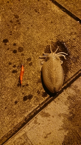 シリヤケイカの釣果