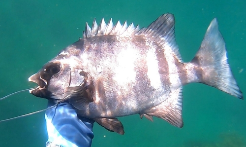 イシダイの釣果