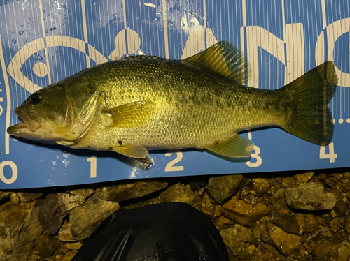 ブラックバスの釣果