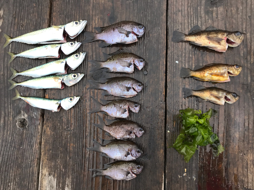 クロメバルの釣果