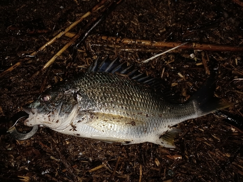 キビレの釣果