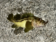 シマソイの釣果