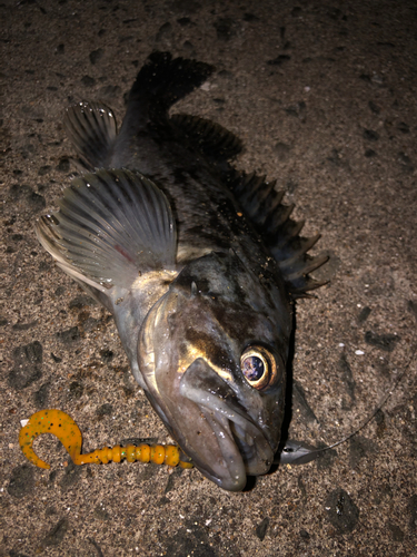 クロソイの釣果