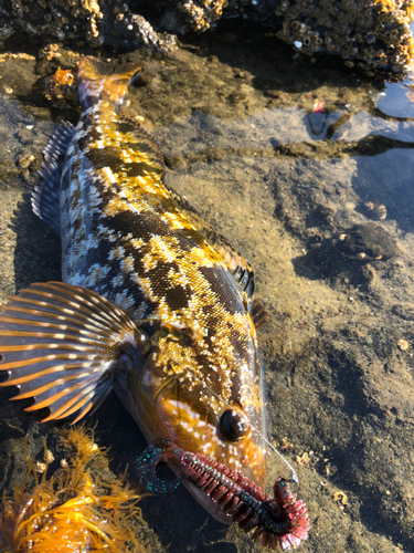 アイナメの釣果