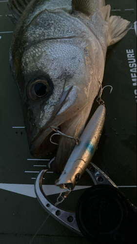 シーバスの釣果