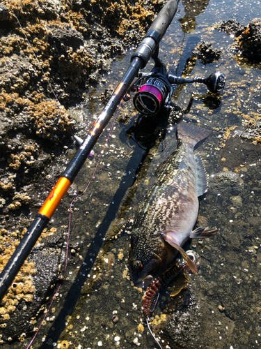 アイナメの釣果