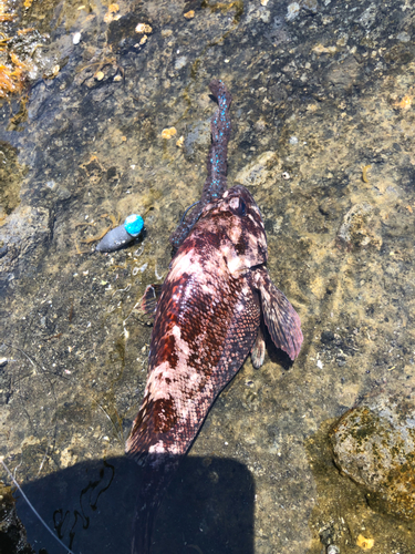 オウゴンムラソイの釣果