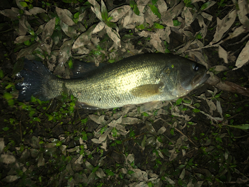 ブラックバスの釣果