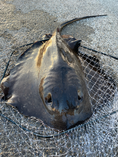 アカエイの釣果